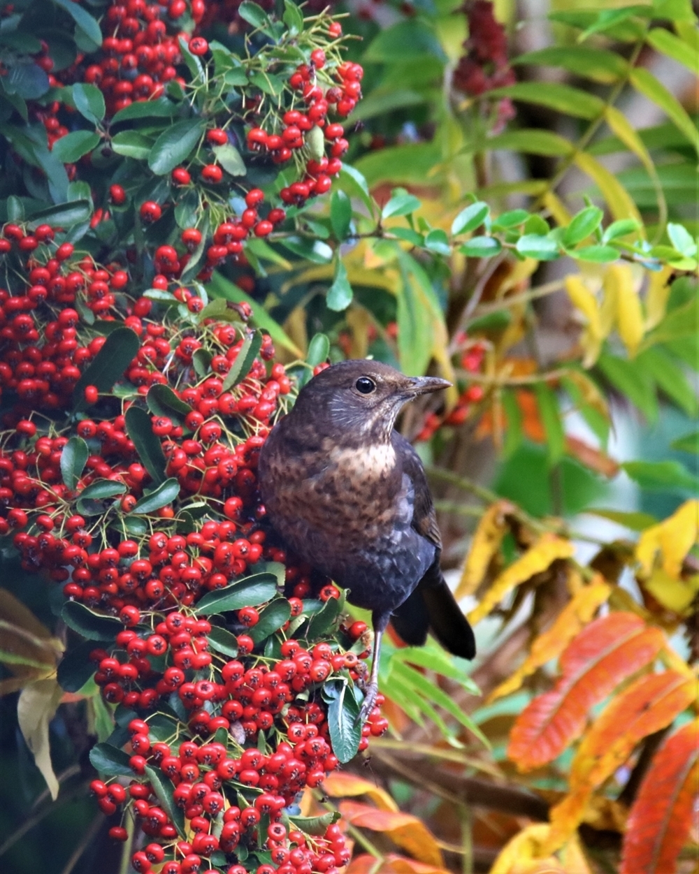 Merle 23 Octobre 2021.JPG