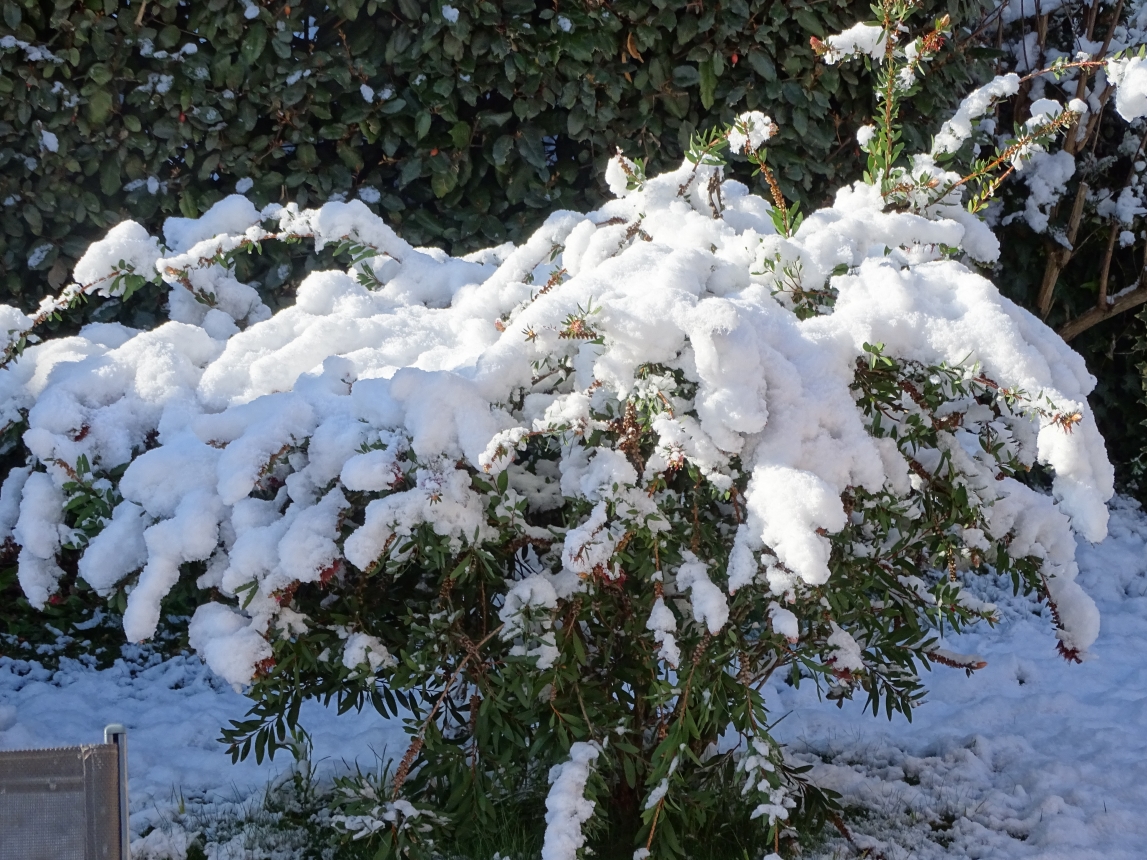 Mon petit jardinDSC04785.jpg