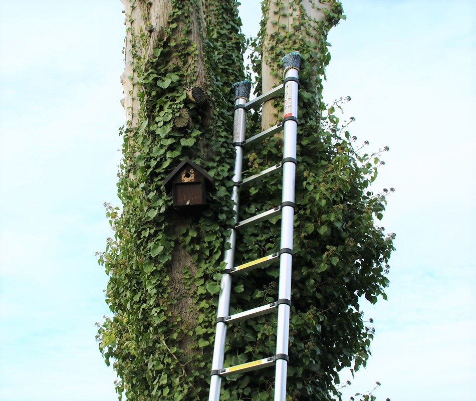 Nichoir LPO sur Cyprès.JPG