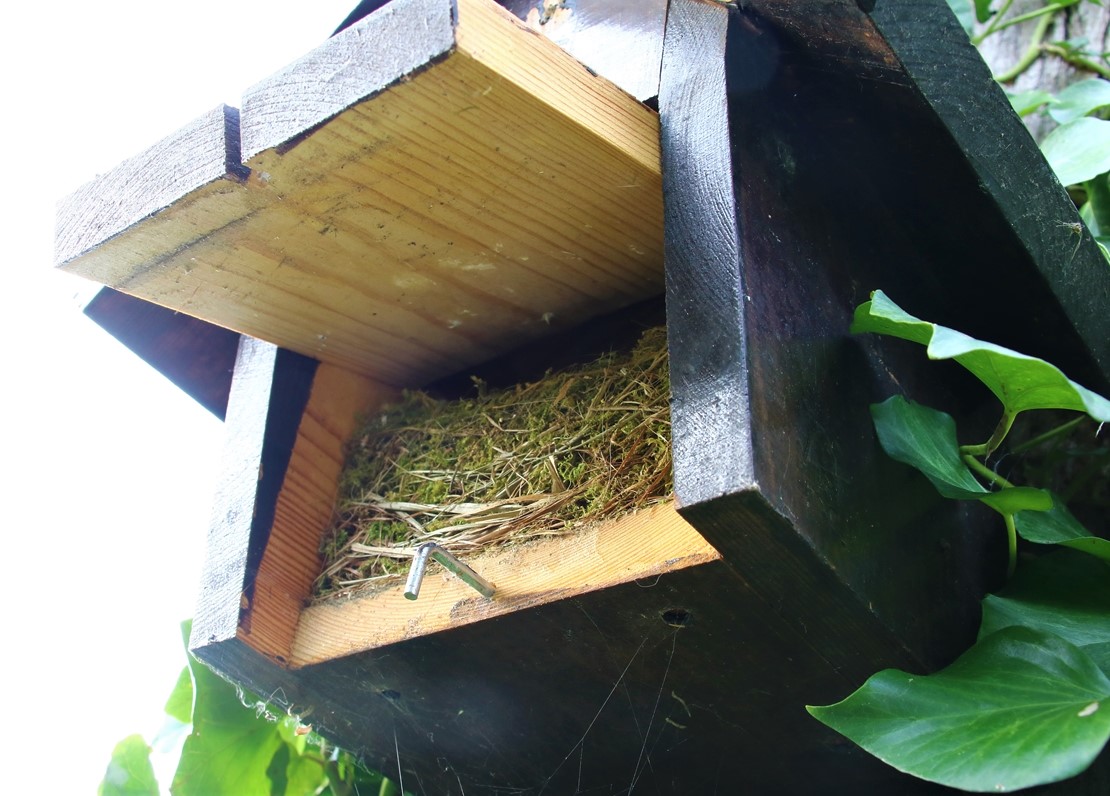 Nichoir LPO dans Cyprès (1).JPG