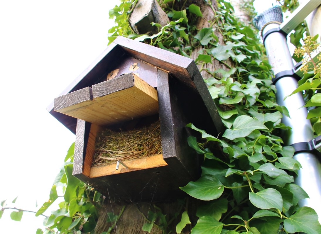 Nichoir LPO dans Cyprès (2).JPG