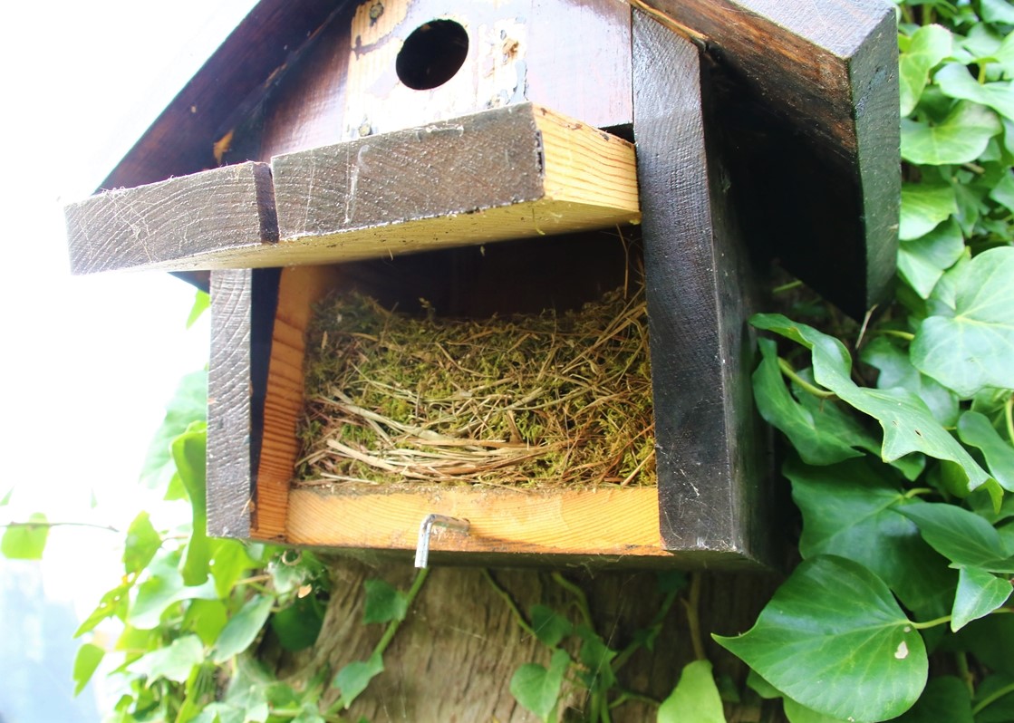 Nichoir LPO dans Cyprès (3).JPG