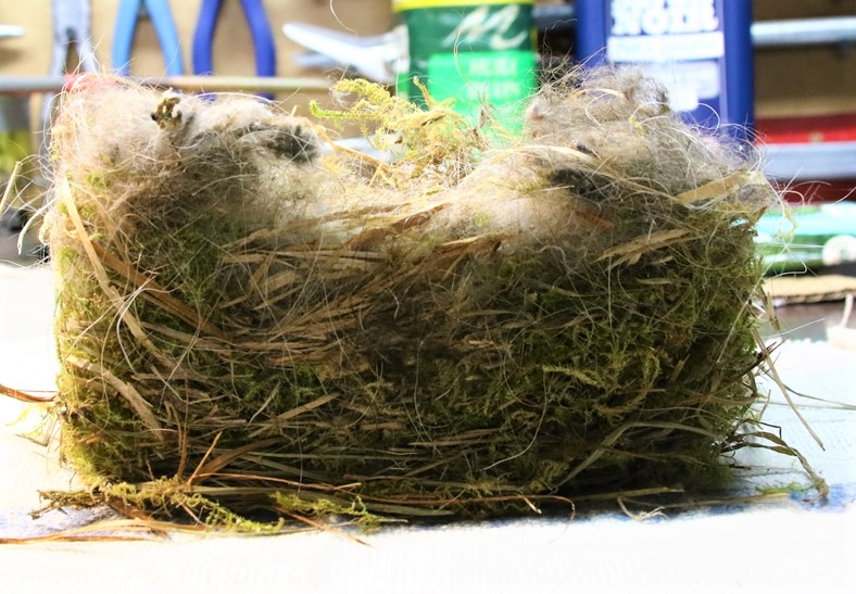 Nid Mésanges bleues nichoir Cyprès (3).JPG