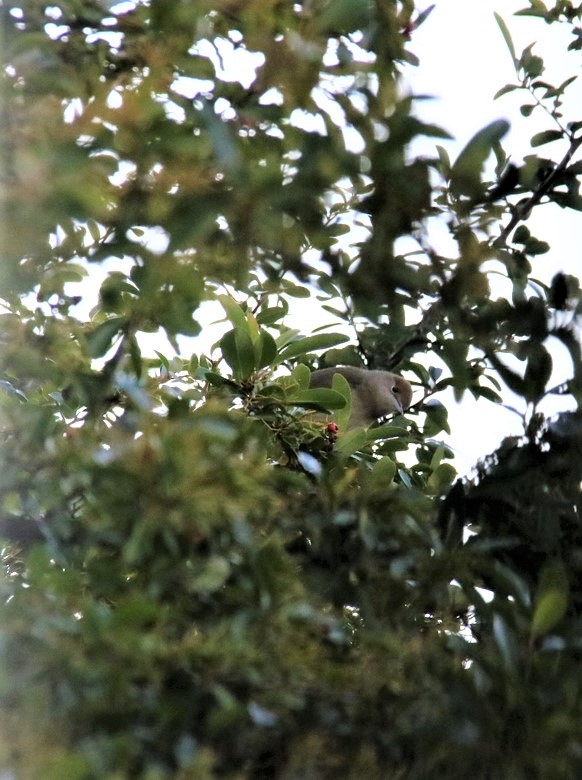 Femelle Fauvette à tête noire, Pyracantha 8 Novembre 2021.JPG