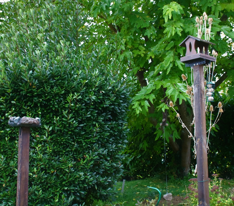 Vue ensemble mangeoire-plateau et nouvel abreuvoir 14 Novembre 2021.JPG