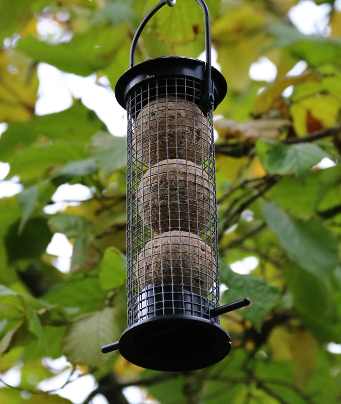 Suspention à boules de graisse dans Noisetiers Novembre 2021.JPG