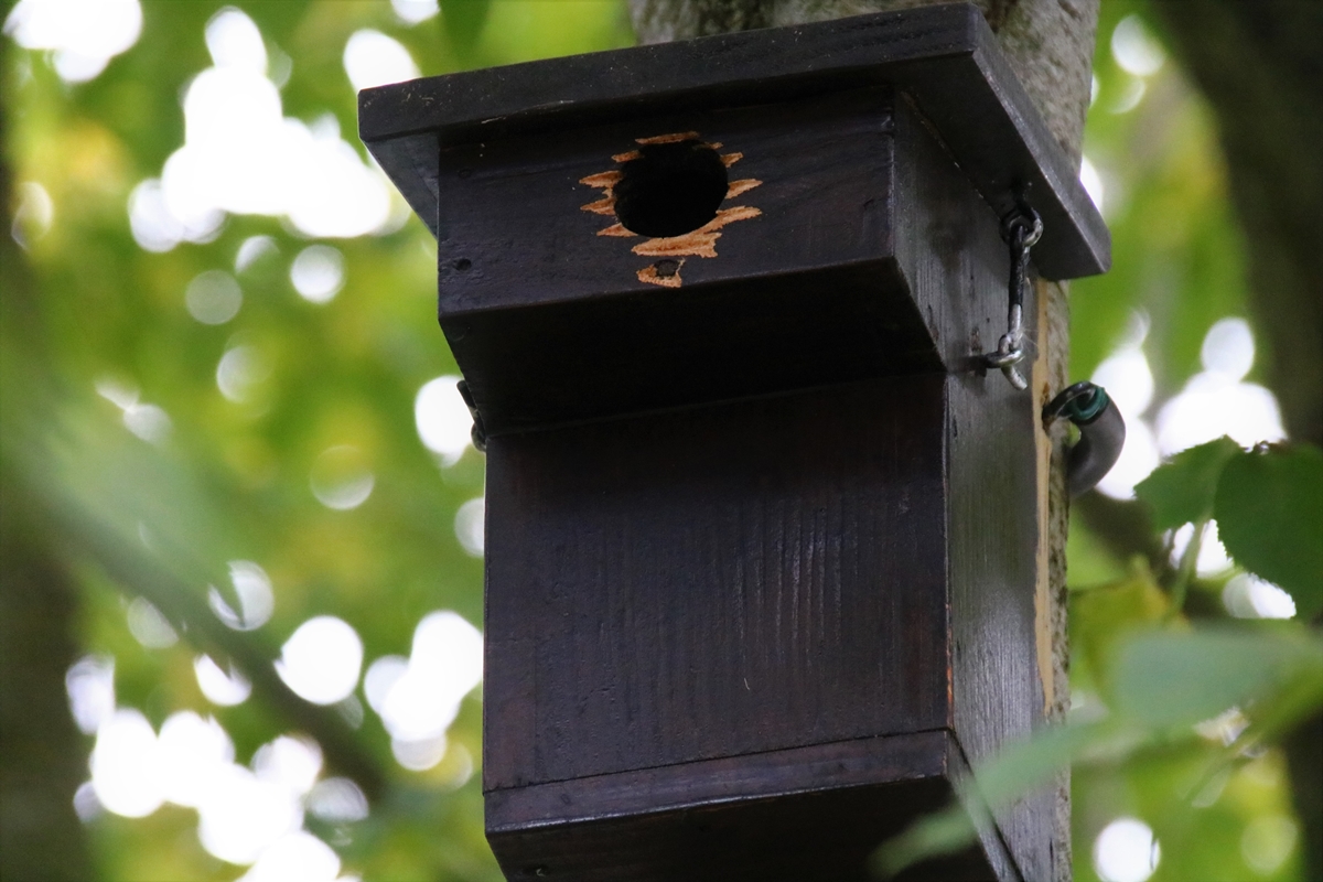 Nichoir à balcon agrandissement trou d'envol 10 Novembre 2021.JPG