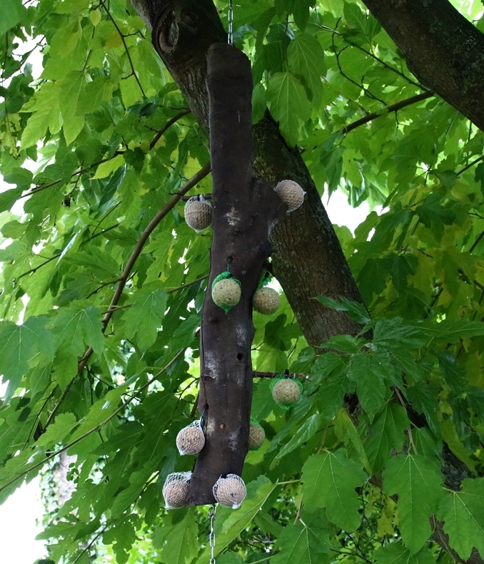 Tronc à boules de graisses suspendu Novembre 2021.JPG