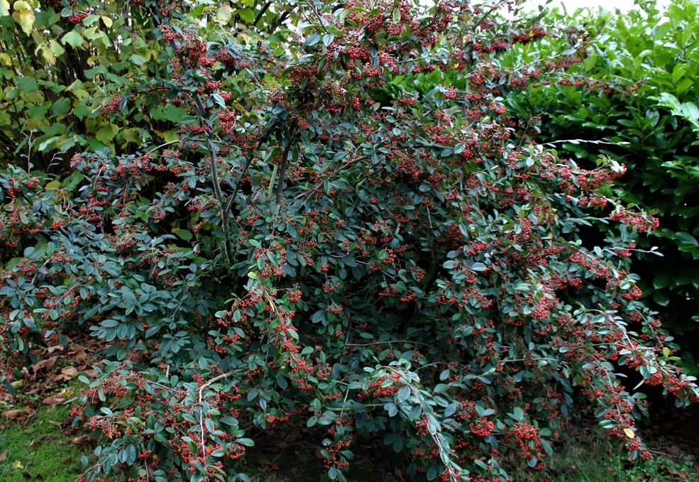 Cotonéasters en fructification Novembre 2021.JPG