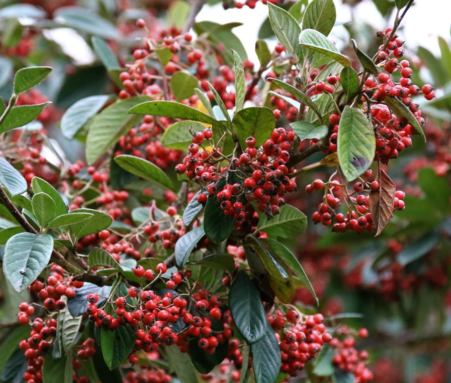 Baies du Cotonéaster Novembre 2021.JPG