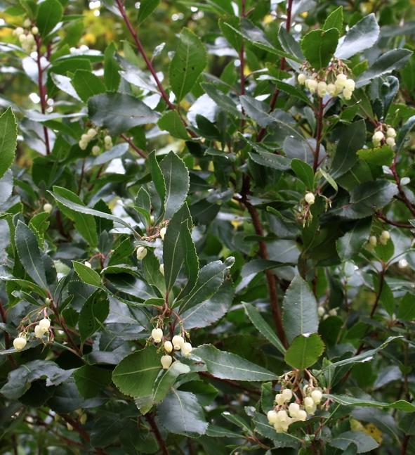 Fruits de l'Arbousier Novembre 2021.JPG