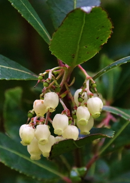 Vue rapprochée fruits de l'Arbousier Novembre 2021.JPG