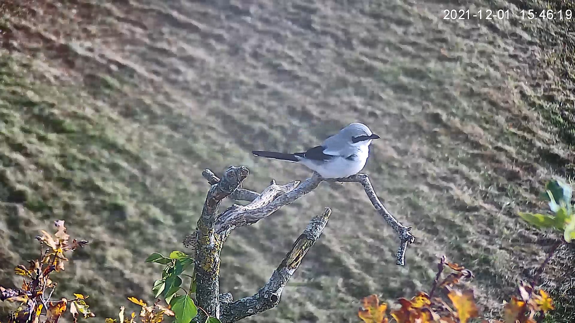 pie grieche grise 01 12 2021b.jpg