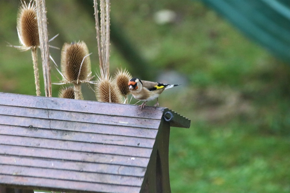 Chardonneret élégant 6 Décembre 2021.JPG