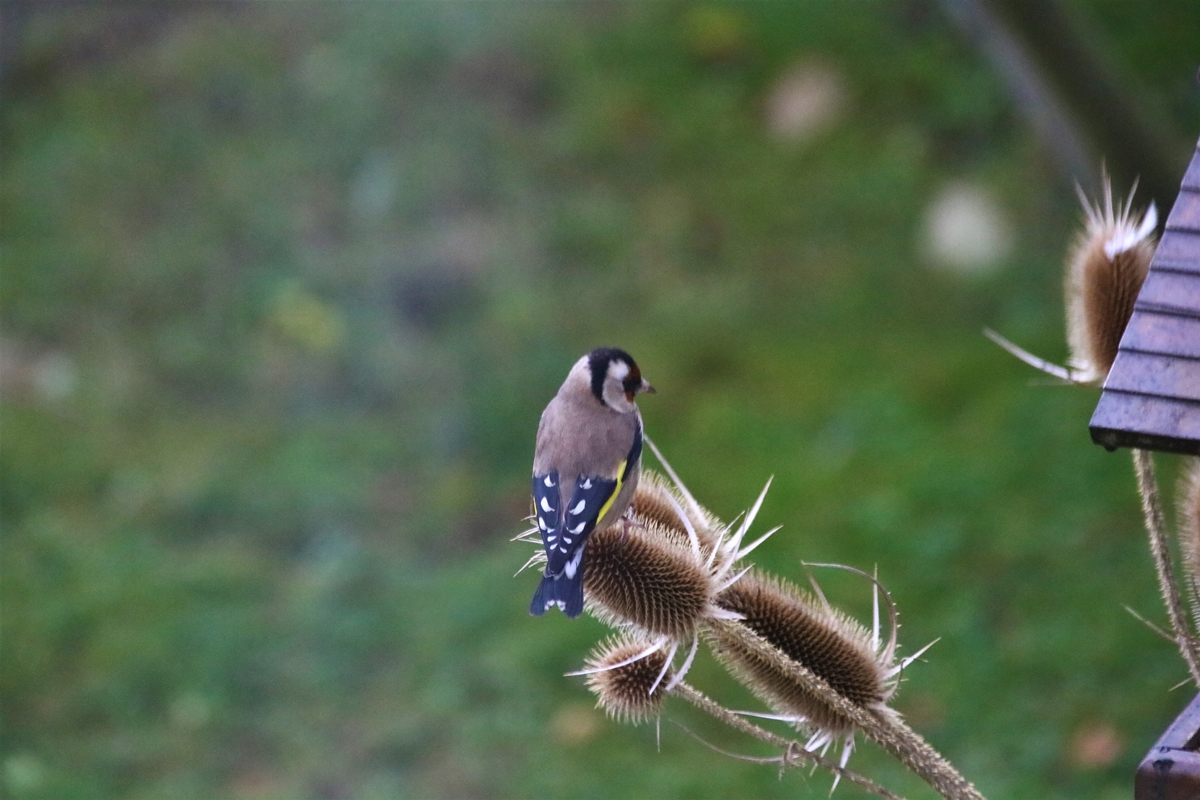 Chardonneret élégant sur Cardères 6 Décembre 2021.JPG