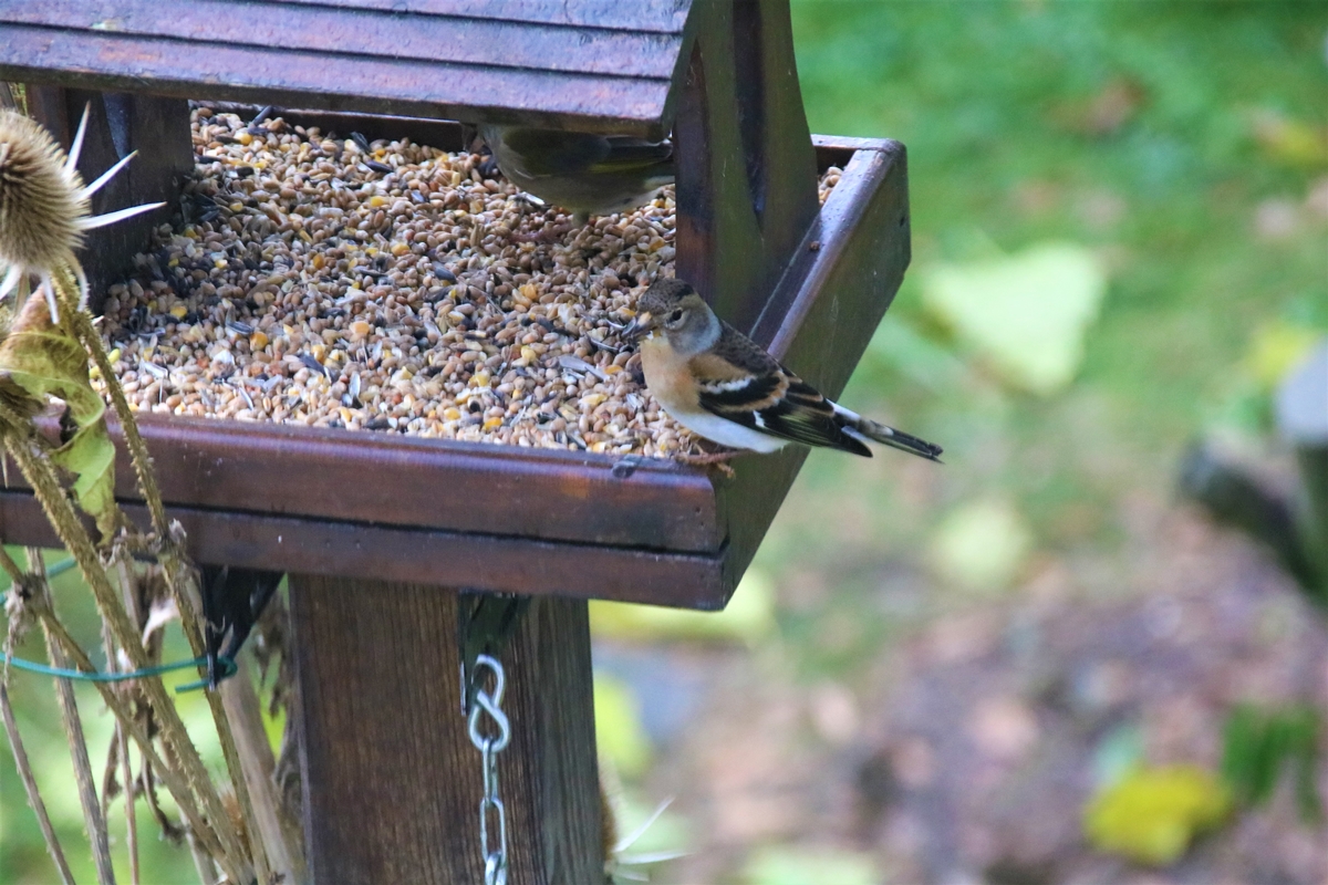 Femelle Pinson du nord 6 Décembre 2021 (3).JPG