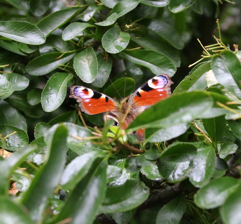 Paon du jour 09 Décembre 2021 jardin.JPG