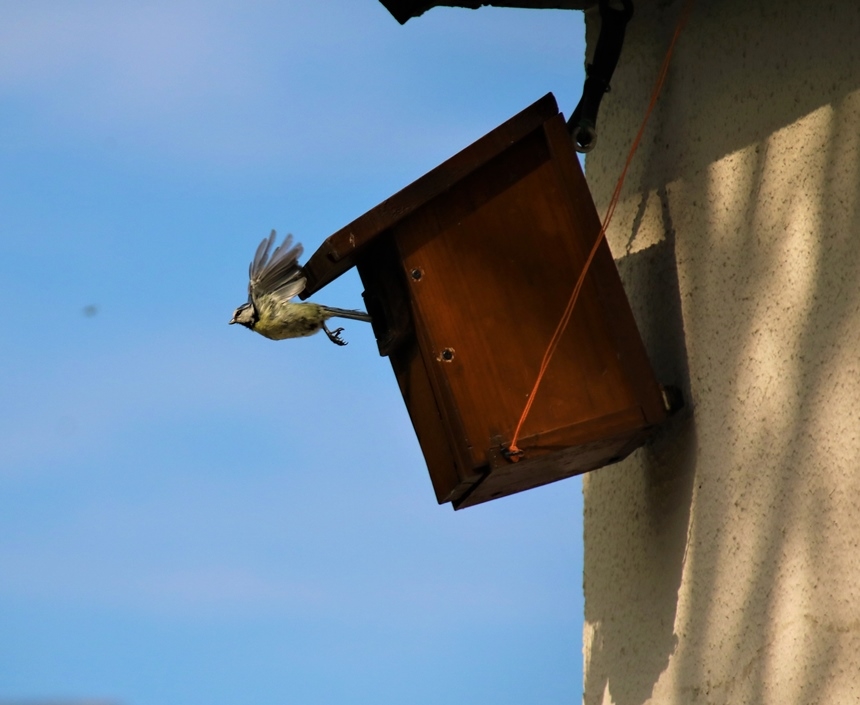 Femelle Mésange bleue s'envolant du nichoir Samedi 11 Avril 2020 jardin.JPG