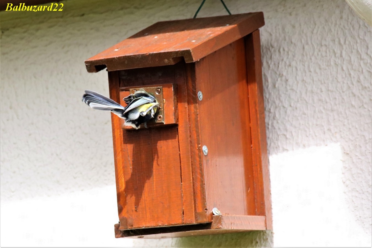 Nidification Mésanges Charbonnières 01 Mai 2018 (5).jpg