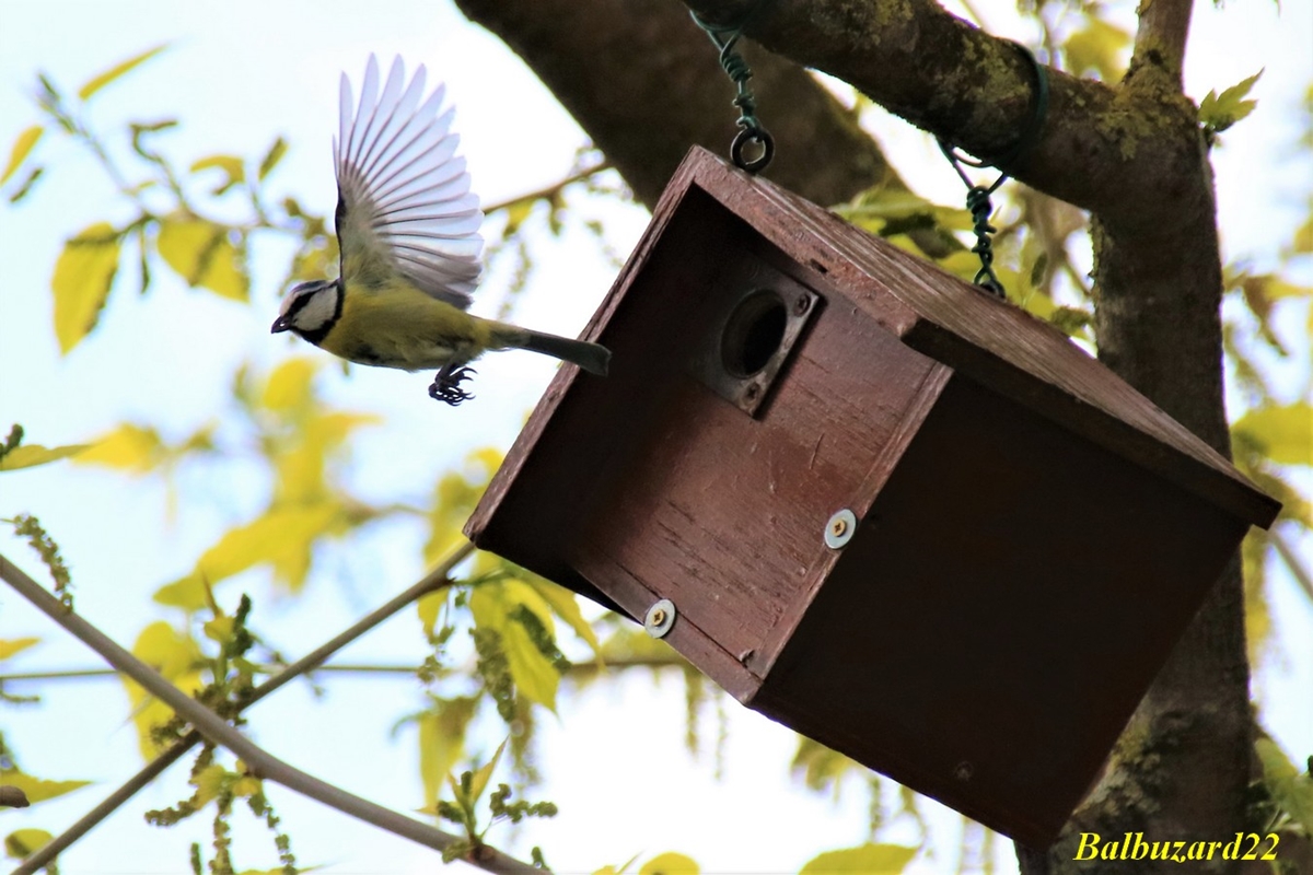 Nidification Mésanges Bleues 01 Mai 2018 (1).jpg