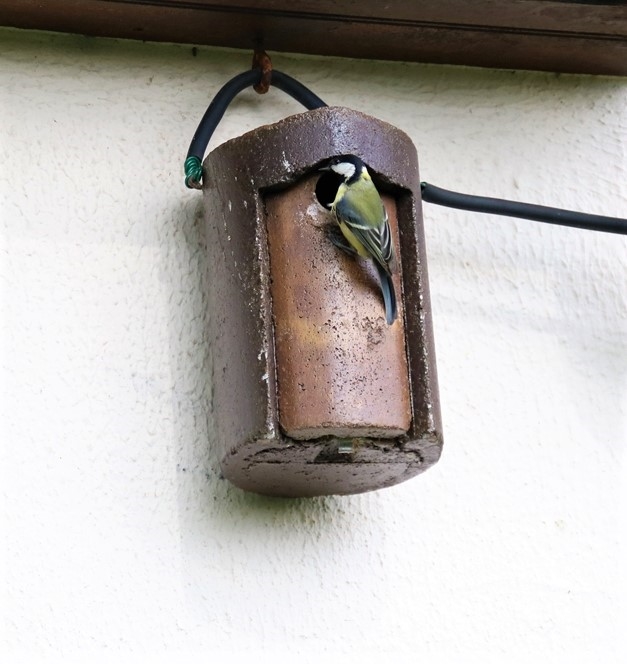 Mésange charbonnière au nichoir 6 Mai 2020.JPG