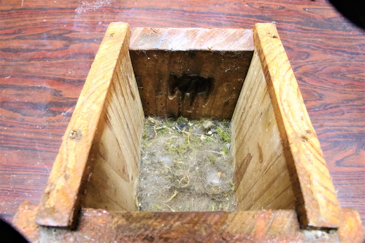 Nidification MésangesCharbonnières 2018 (3).jpg