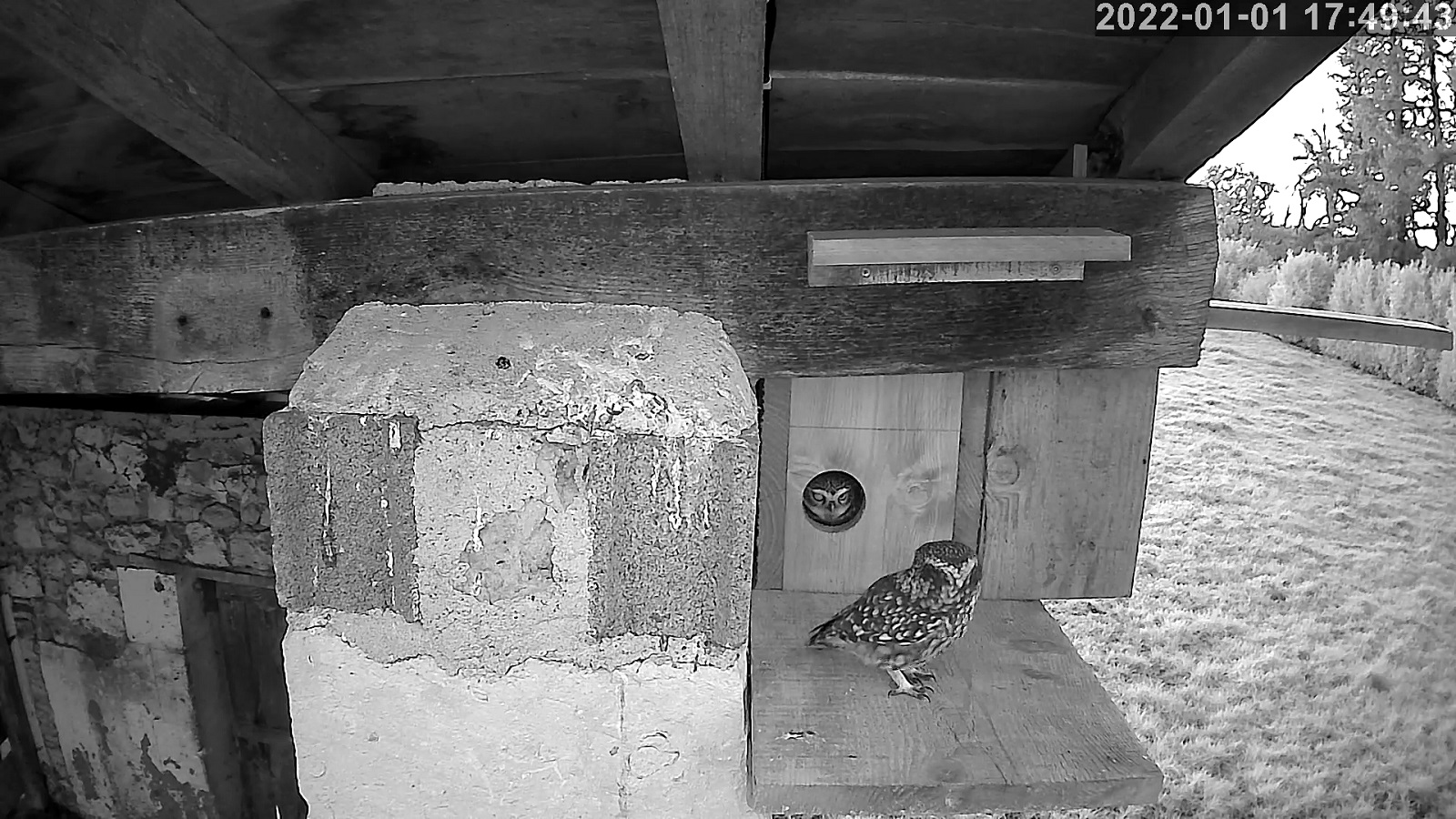 cheveches 01 01 2022r.jpg