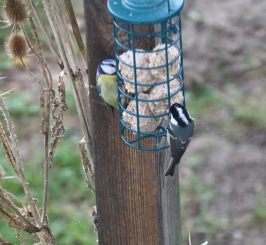 Mésange noire Jardin Dimanche 9 Janvier 2022.JPG