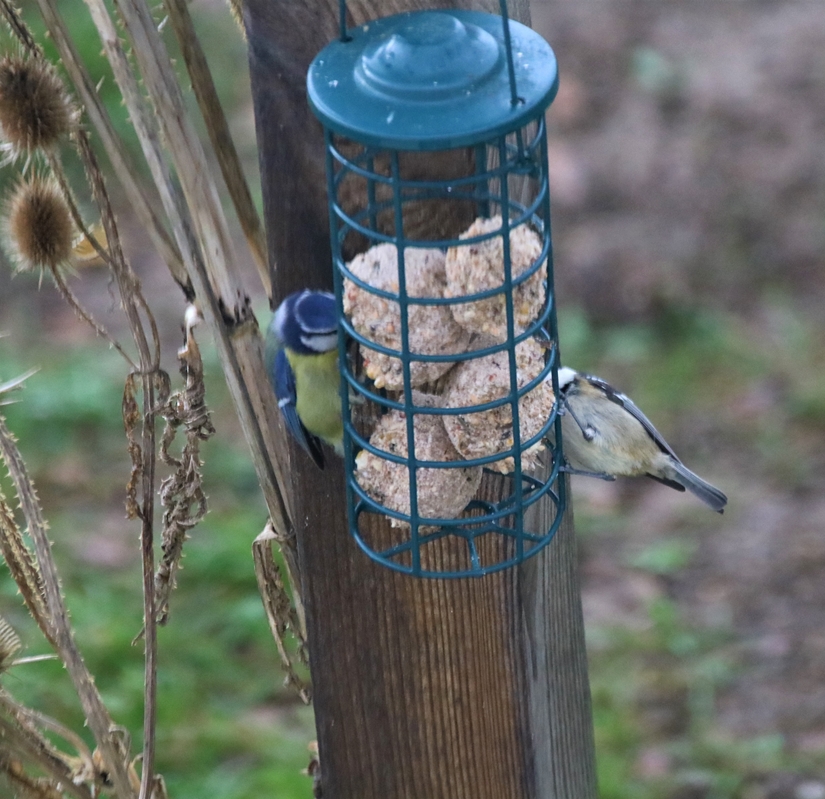 Mésange noire Jardin Dimanche 9 Janvier 2022 (6).JPG