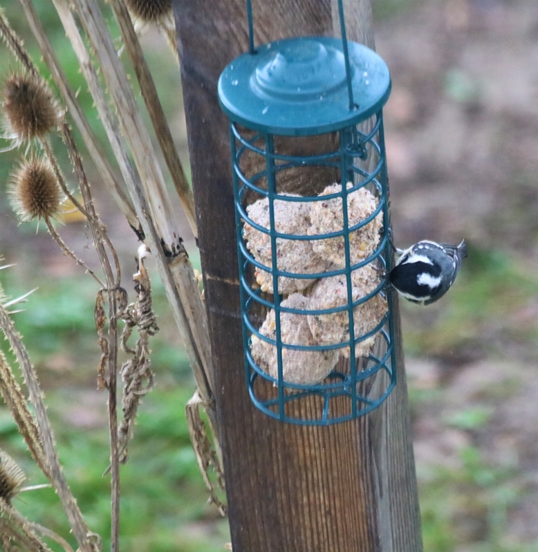 Mésange noire Jardin Dimanche 9 Janvier 2022 (7).JPG