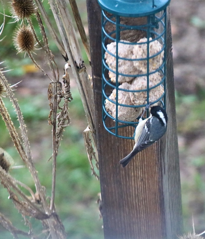 Mésange noire Jardin Dimanche 9 Janvier 2022 (8).JPG