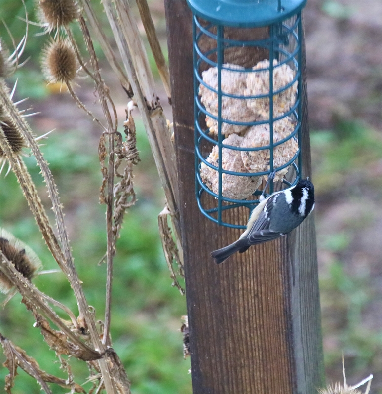 Mésange noire Jardin Dimanche 9 Janvier 2022 (9).JPG
