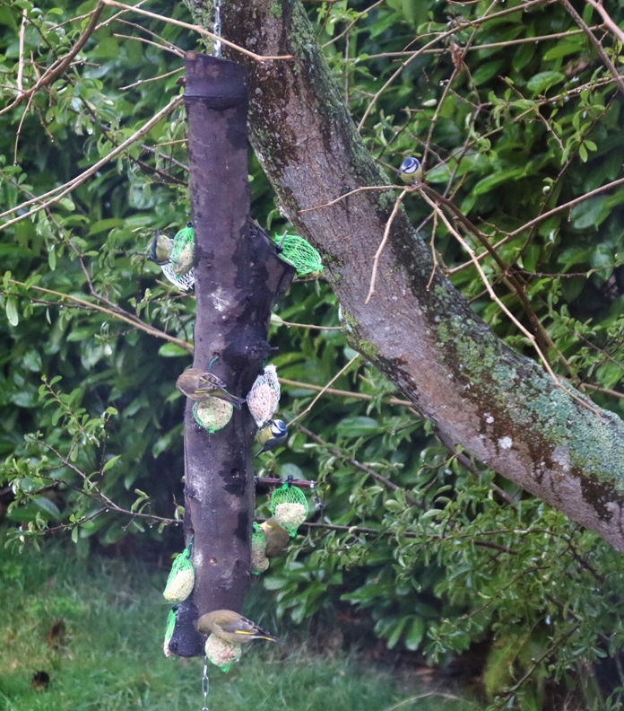 Verdiers, Mésanges bleues, Mésanges charbonnières sur tronc suspendu Dimanche 9 Janvier 2022-crop.JPG