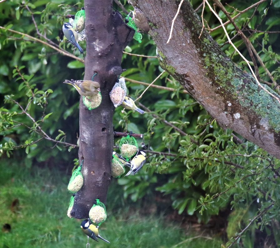 Verdiers,Mésanges bleues, Mésanges charbonnières sur tronc suspendu Dimanche 9 Janvier 2022-crop.JPG