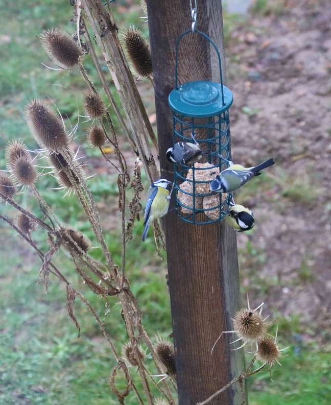 Mésanges bleues, Mésanges charbonnières, Mésange noire suspention boules de graisses Dimanche 9 Janvier 2022-crop.JPG