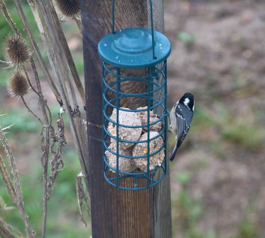 Mésange noire sur suspentions boules de graisses jardin Dimanche 9 Janvier 2022-crop.JPG