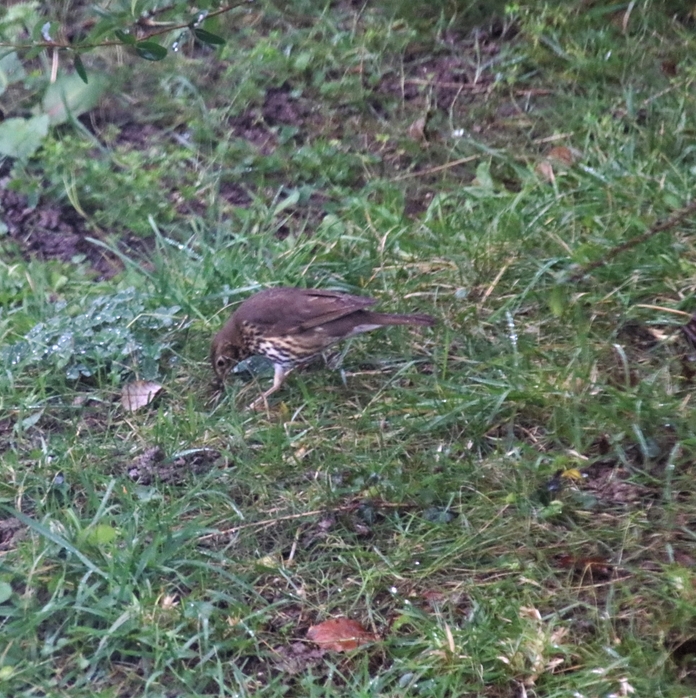 Grive musicienne Jardin Dimanche 9 Janvier 2022 (1)-crop.JPG