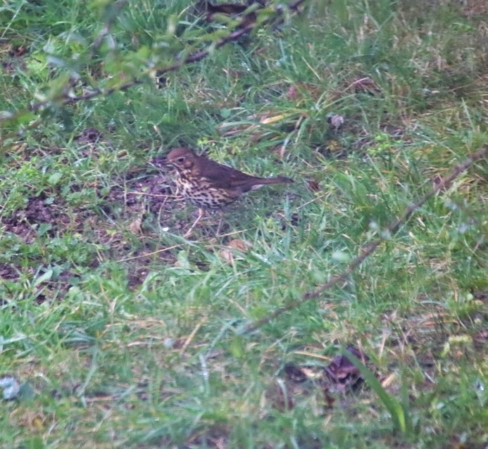 Grive musicienne Jardin Dimanche 9 Janvier 2022 (2)-crop.JPG