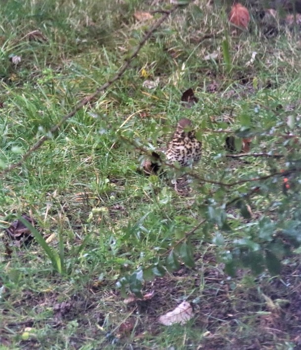 Grive musicienne Jardin Dimanche 9 Janvier 2022 (3)-crop.JPG