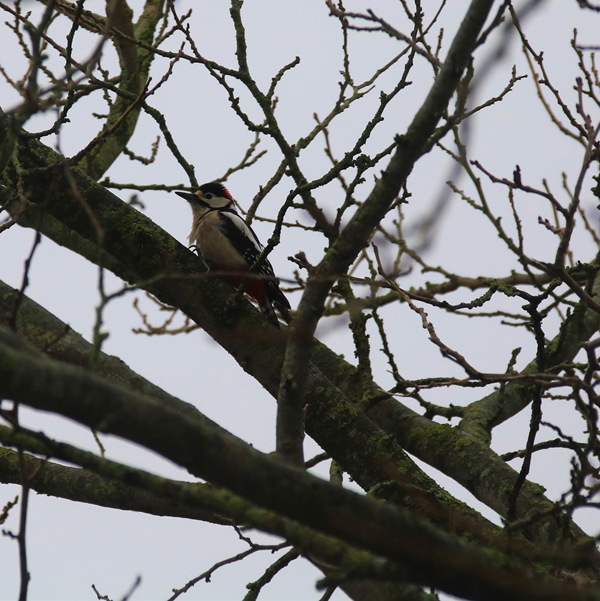 Mâle Pic-epeiche Mûrier à feuilles de platanes Dimanche 9 Janvier 2022 (1)-crop.JPG