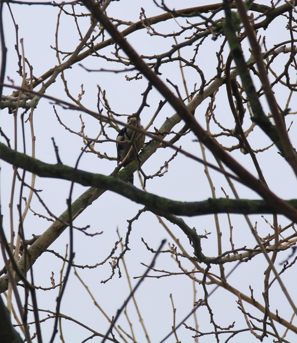 Mâle Pic-epeiche Mûrier à feuilles de platanes Dimanche 9 Janvier 2022 (2)-crop.JPG