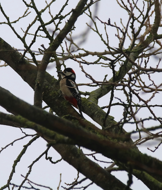 Mâle Pic-epeiche Mûrier à feuilles de platanes Dimanche 9 Janvier 2022 (3)-crop.JPG