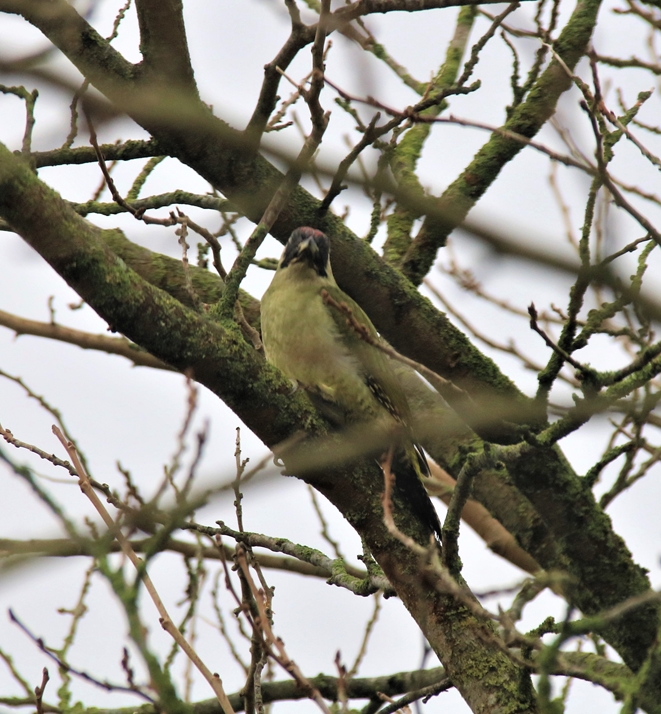 Femelle Pivert Mûrier à feuilles de platanes Dimanche 9 Janvier 2022 (1)-crop.JPG