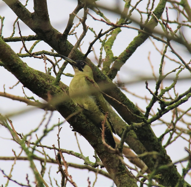 Femelle Pivert Mûrier à feuilles de platanes Dimanche 9 Janvier 2022 (2)-crop.JPG