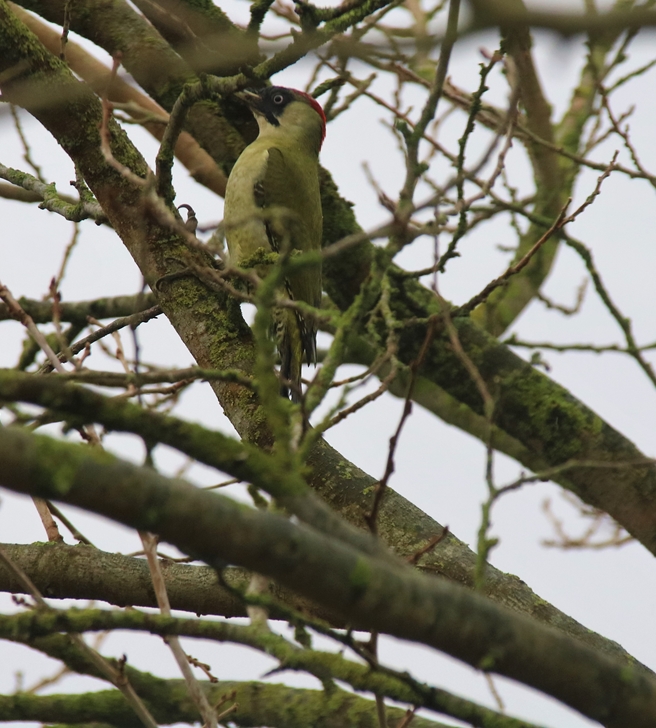 Femelle Pivert Mûrier à feuilles de platanes Dimanche 9 Janvier 2022 (3)-crop.JPG