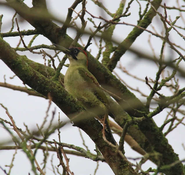Femelle Pivert Mûrier à feuilles de platanes Dimanche 9 Janvier 2022 (4)-crop.JPG