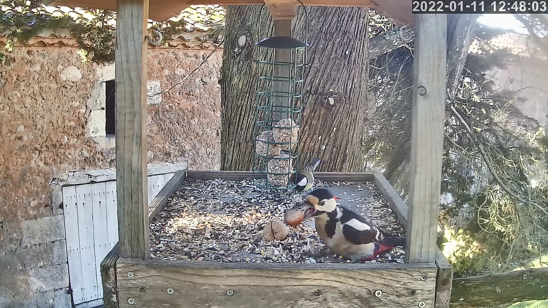 pic épeiche 11 01 2022.jpg