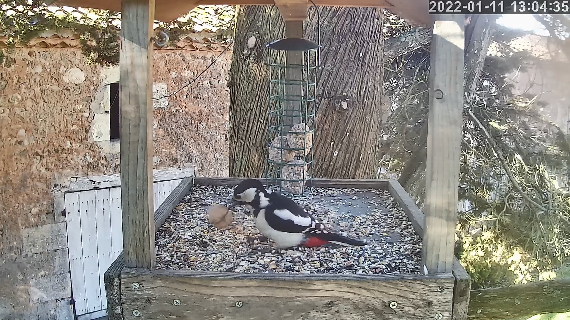 pic épeiche 11 01 2022b.jpg