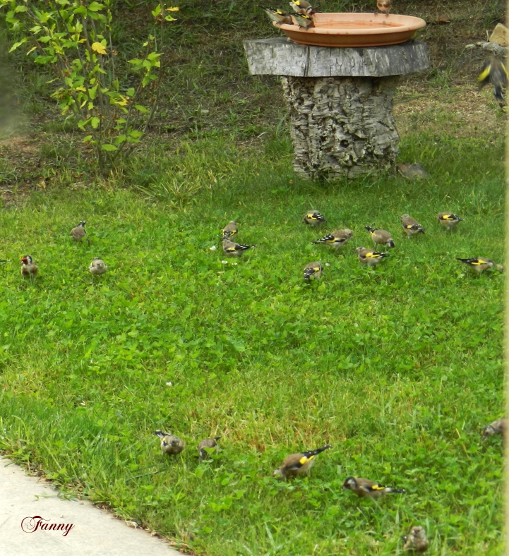 chardonnerets 031 signé (2).jpg