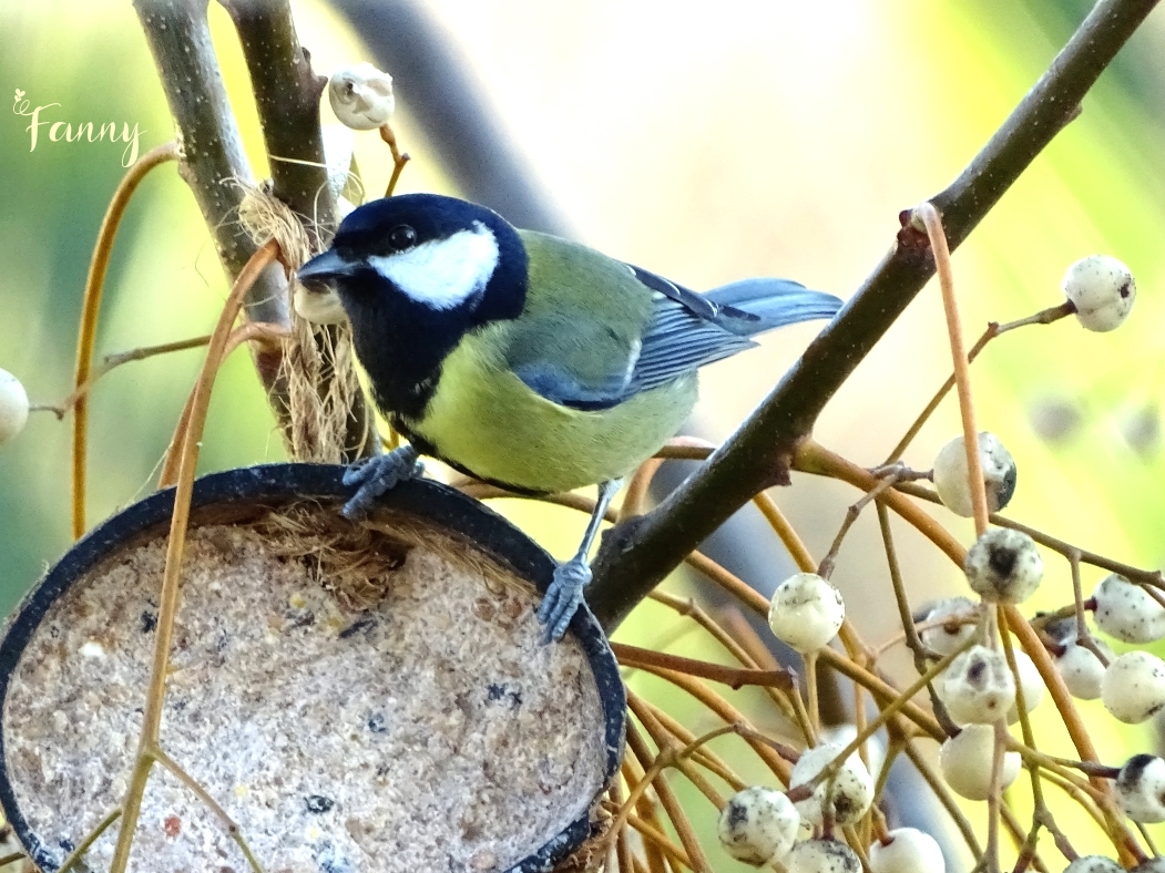 DSC07369 (2) Charbonniere signée.jpg